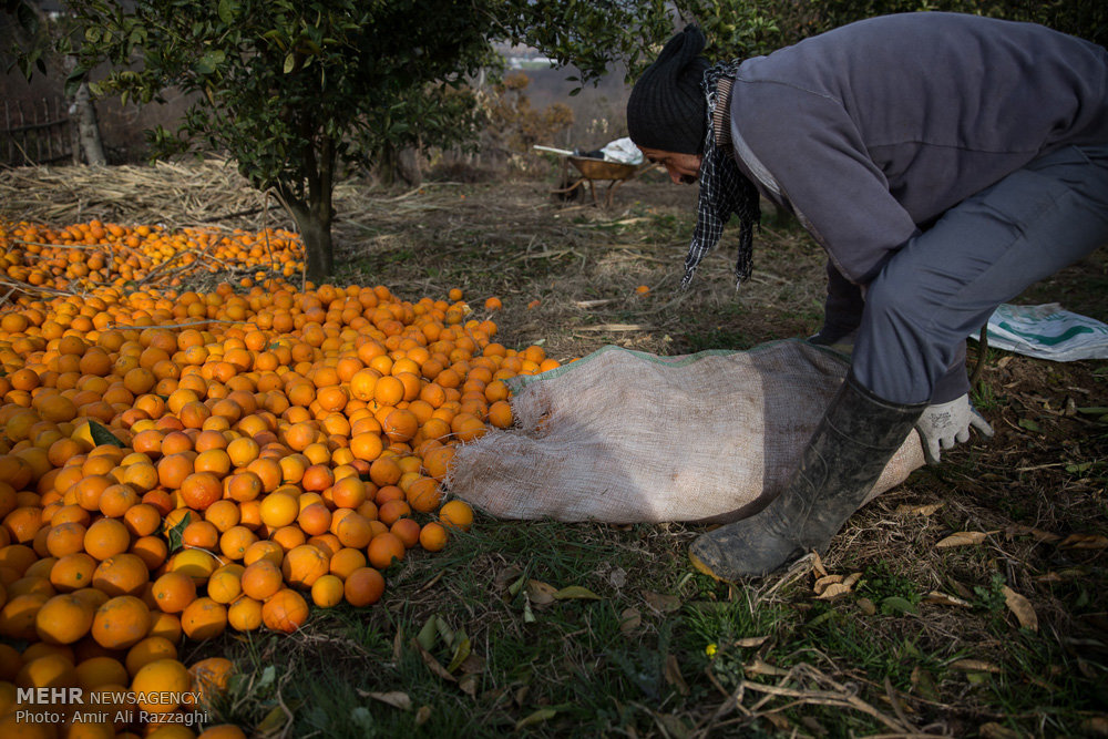صادرات پرتقال به رودخانه و دریا/ خزان مرکبات در راه است