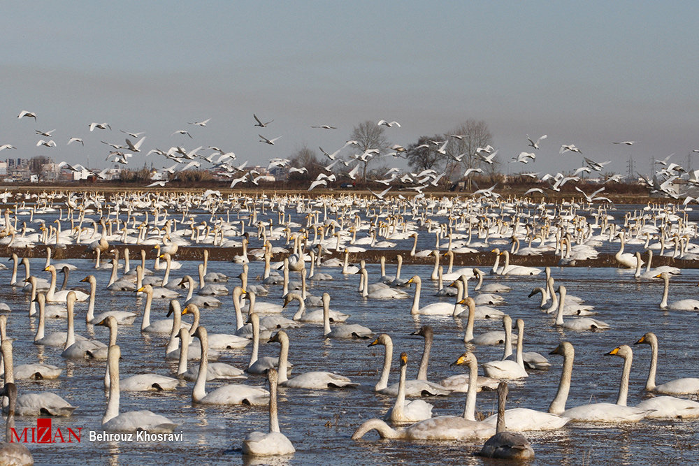 Sorkhrud wetland hosts thousands of migratory birds