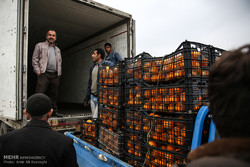 ۴۰ تن میوه شب عید در چالوس توزیع می شود
