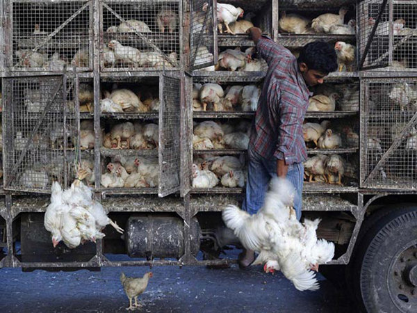 توقیف سه محموله مرغ زنده فاقد مجوز بهداشتی قرنطینه ای در کامیاران