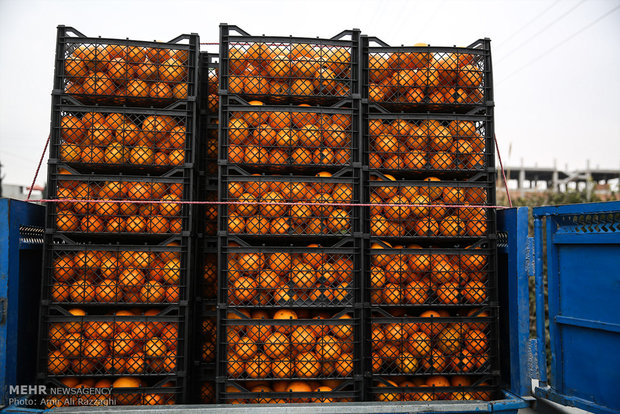 ۵۰ تن پرتقال برای تنظیم بازار در انبارهای آمل وجود دارد