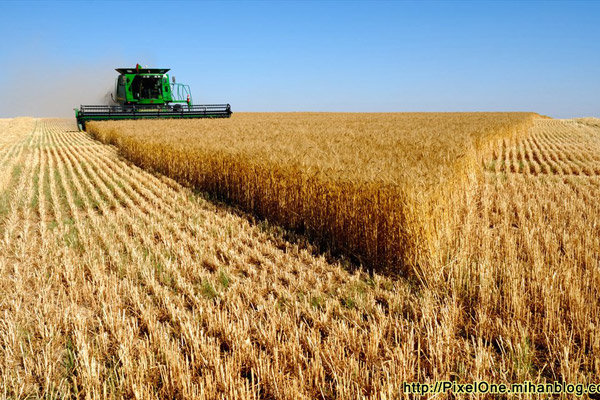 بذر گندم مورد نیاز کشاورزان استان بوشهر تامین شد