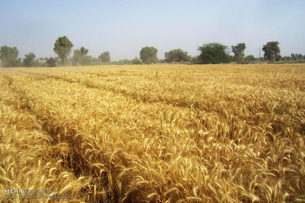 مرکز خرید گندم در گراش ایجاد می شود/ درخشش کارتونیست های جهرمی گندم