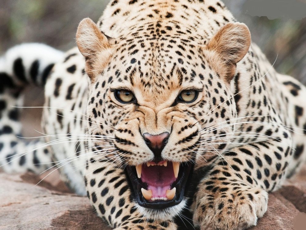 Persian Leopard