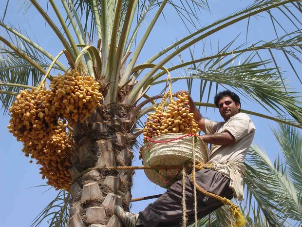 برداشت خرما در سیستان و بلوچستان از مرز ۱۴۰ هزار تن گذشت 