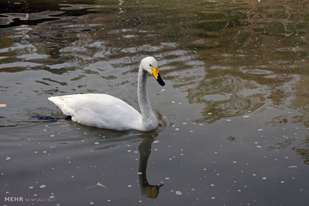 Tehran Bird Garden 