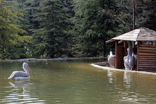 Tehran Bird Garden 