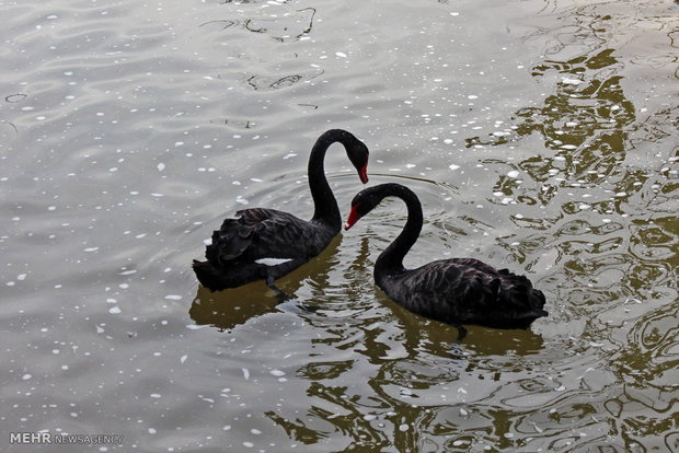 Tehran Bird Garden 