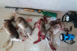 شکارچیان غیر مجاز در قزوین دستگیر شدند