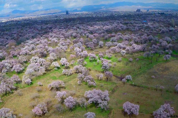 مجوز  ساخت اتاقک نگهبانی در باغستانهای قزوین صادر می شود