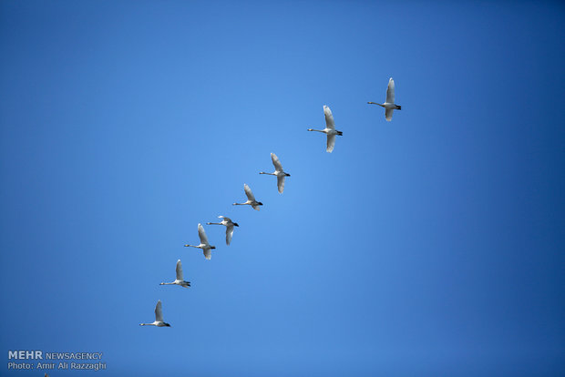 Fereydounkenar hosting migrant Siberian geese
