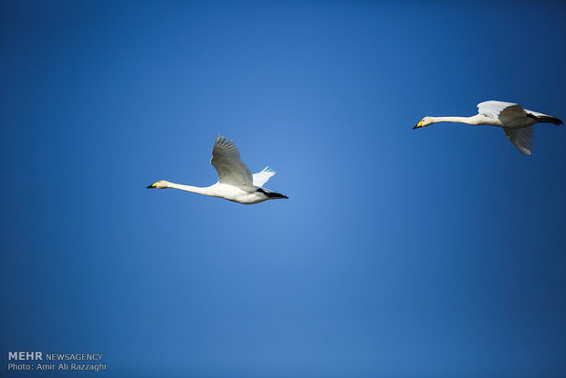 Fereydounkenar hosting migrant Siberian geese 
