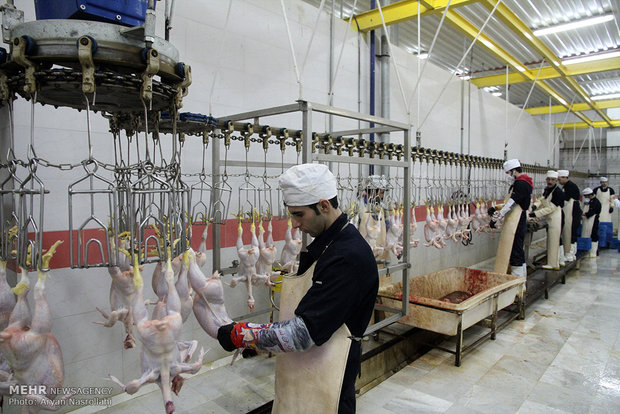 بازدید سرزده جمعی از خبرنگاران از کشتارگاه مرغ دهگلان