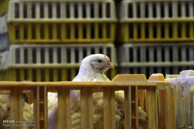عرضه۱۰۰درصدی جوجه یکروزه در بورس کالا برای تنظیم بازار مرغ