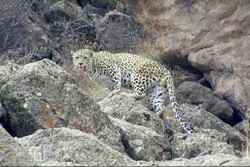 Image of Persian leopard captured in Taleqan