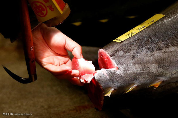صنعت کنسرو ماهی گرفتار عدم تخصیص ارز