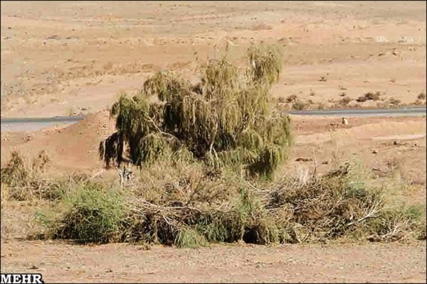قاچاق ریه های کویر تشنه؛ تیشهای بر ریشه منابع طبیعی کرمان