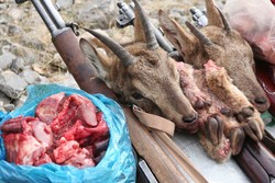 ۸ شکارچی متخلف در مناطق مختلف استان قزوین دستگیر شدند