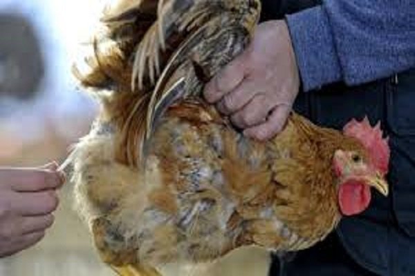 ۳۱۰۰ قطعه پرنده مشکوک به آنفلوآنزای پرندگان در بن معدوم شد
