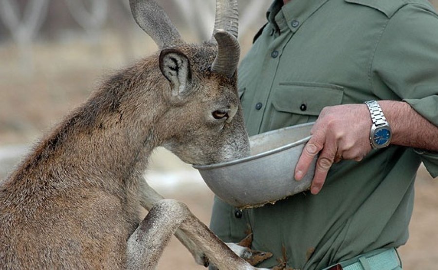 ranger