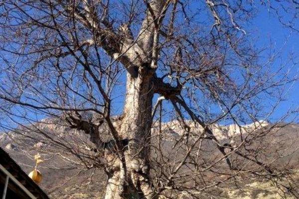 ثبت ملی کهنسال ترین درخت افرا در سوادکوه 