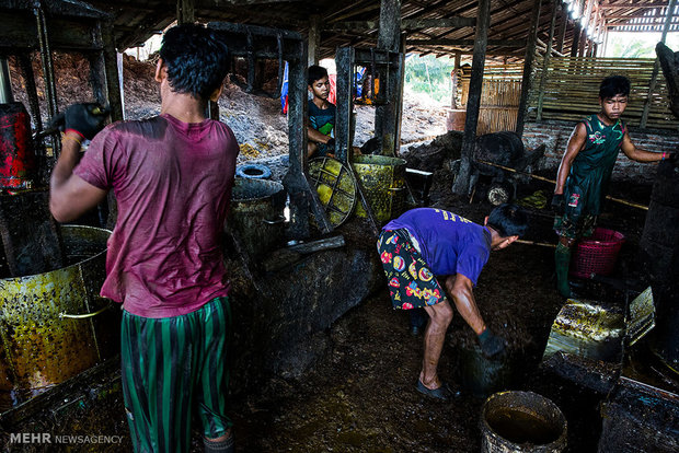 تولید روغن پالم در میانمار‎