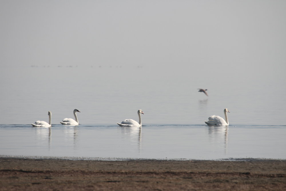 خشک شدن ۱۰ هزار هکتار از تالاب بین المللی میانکاله 3 پایگاه خبری ججین پایگاه خبر ججین