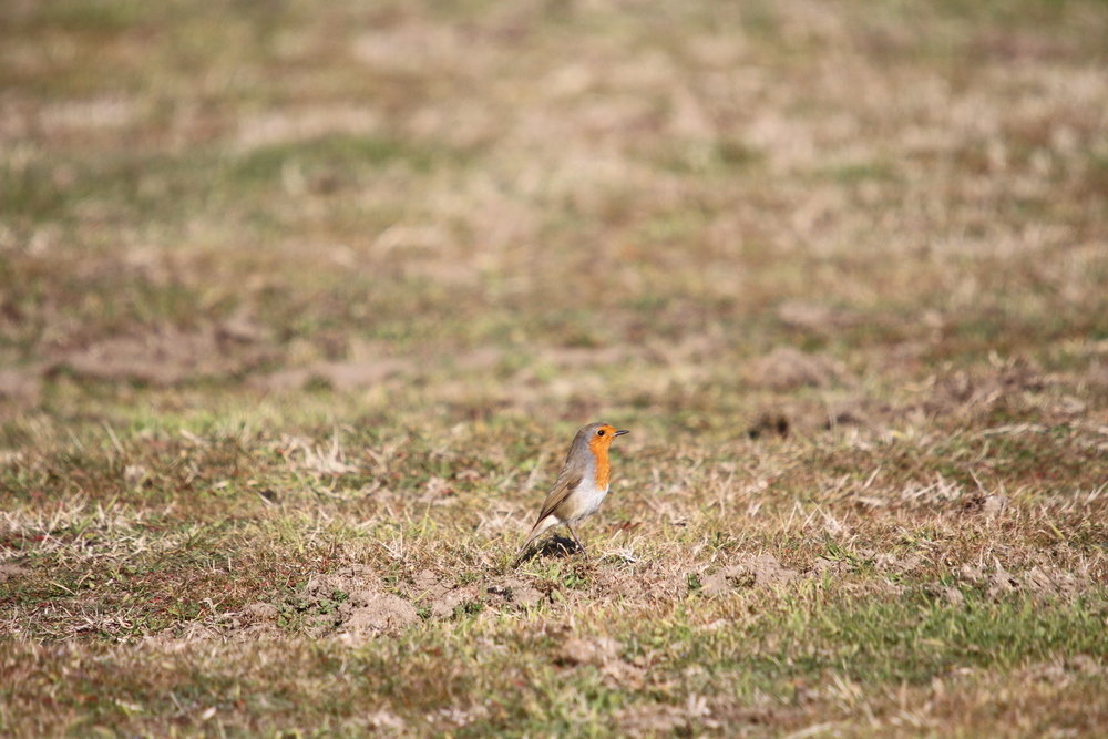 خشک شدن ۱۰ هزار هکتار از تالاب بین المللی میانکاله 2 پایگاه خبری ججین پایگاه خبر ججین