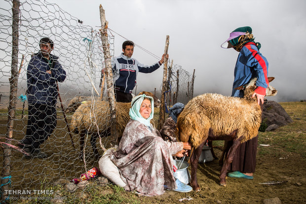 A woman is posing in front of the camera while milking a sheep.