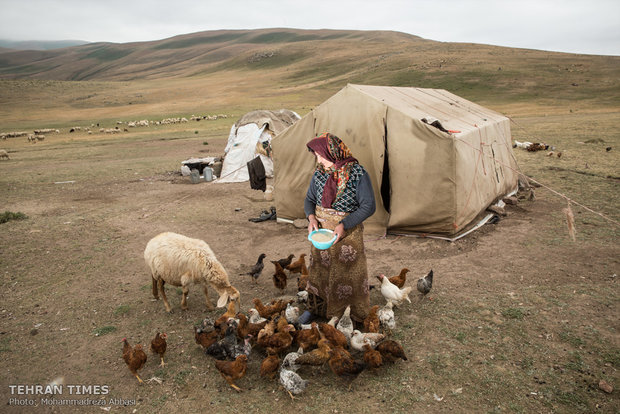 In addition to livestock breeding they raise chickens both for their meat and eggs.