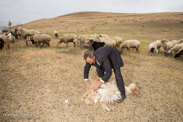 They earn a living by breeding livestock. Aside from dairy products sheep and goats are also a source of food, shelter and clothing for them.