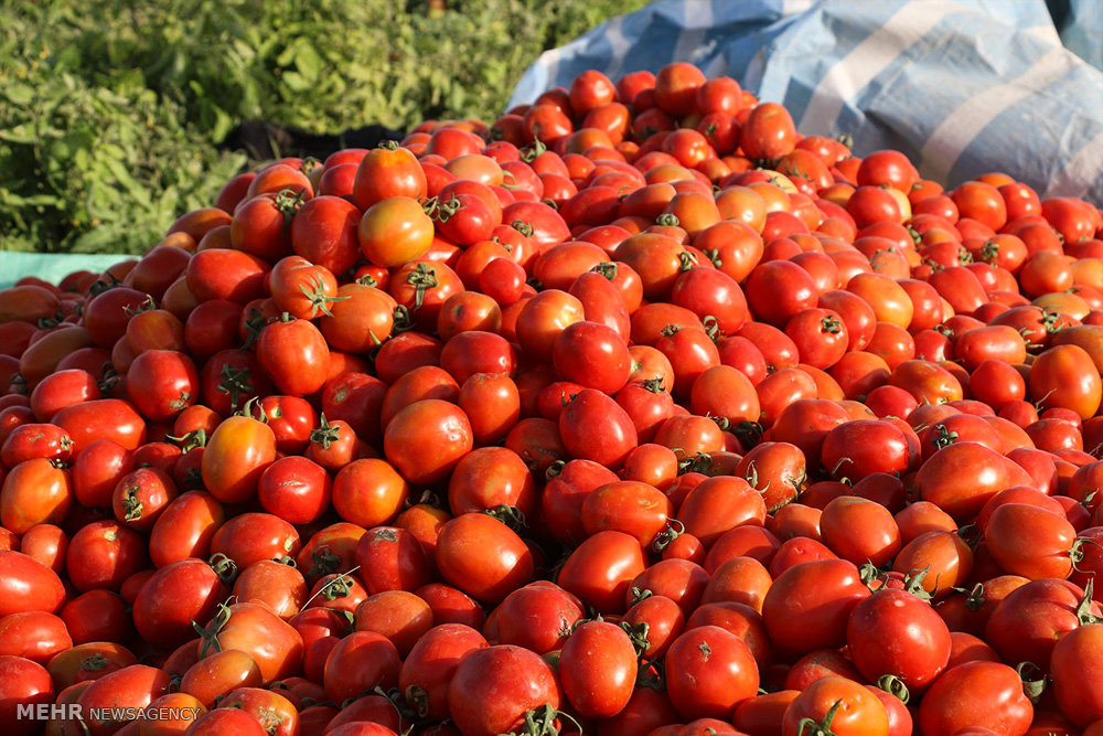 گوجه فرنگی کرمان بازار را آرام می‌کند/ هجوم دلالان به مزارع