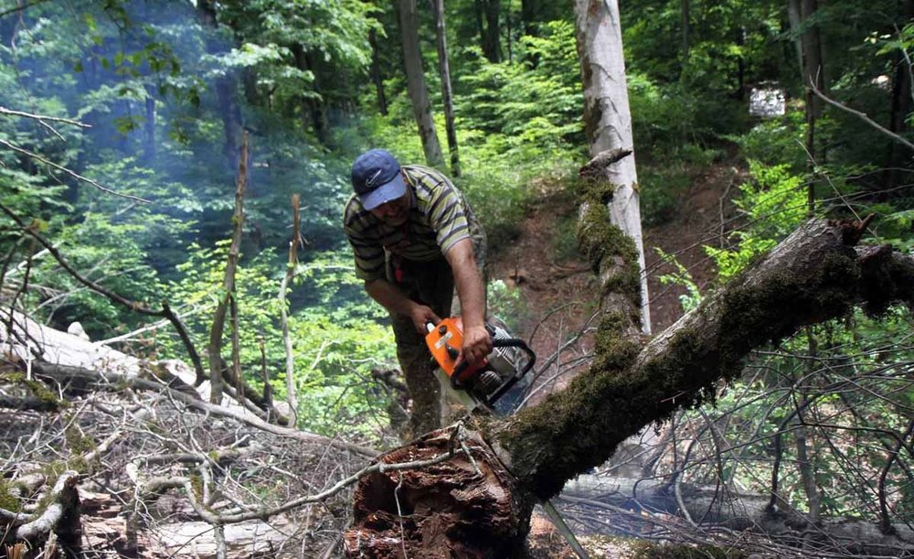 deforestation
