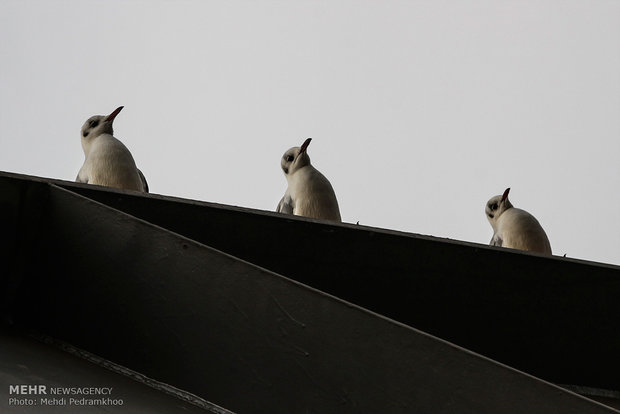 Karun River home to fish-eating birds