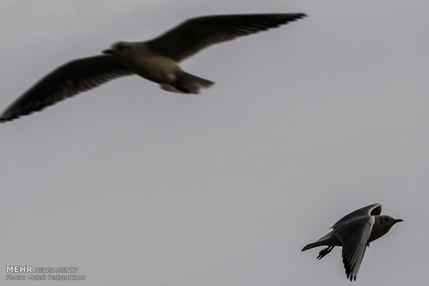 Karun River home to fish-eating birds