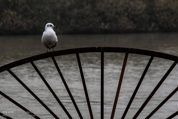 Karun River home to fish-eating birds