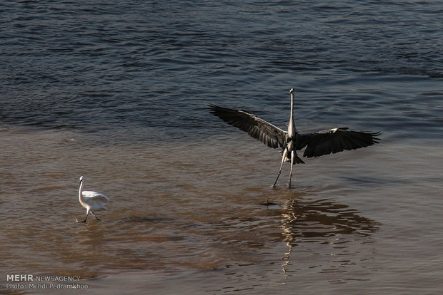 Karun River home to fish-eating birds