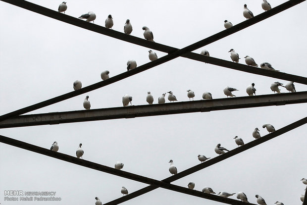 Karun River home to fish-eating birds