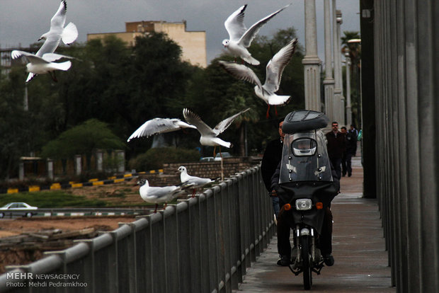 Karun River home to fish-eating birds