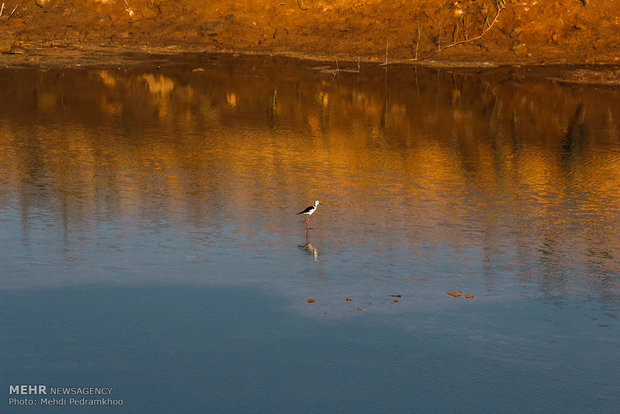 Karun River home to fish-eating birds