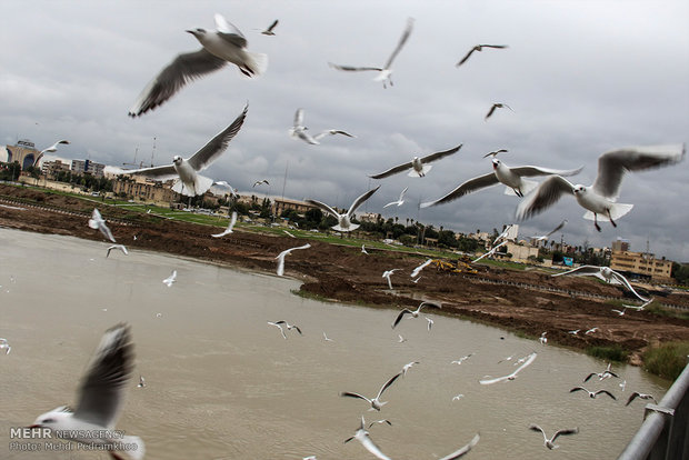 Karun River home to fish-eating birds