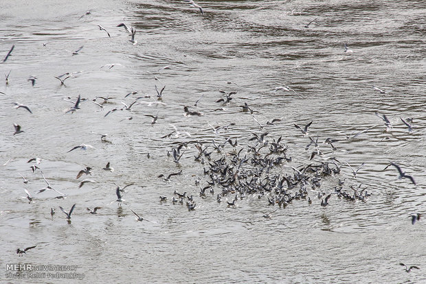 نهر کارون يستضیف الطيور أكلة الاسماك