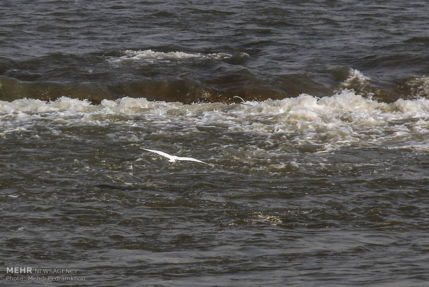 نهر کارون يستضیف الطيور أكلة الاسماك