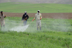 نگران ریزگردها و زباله های کشاورزی در استان قزوین هستیم
