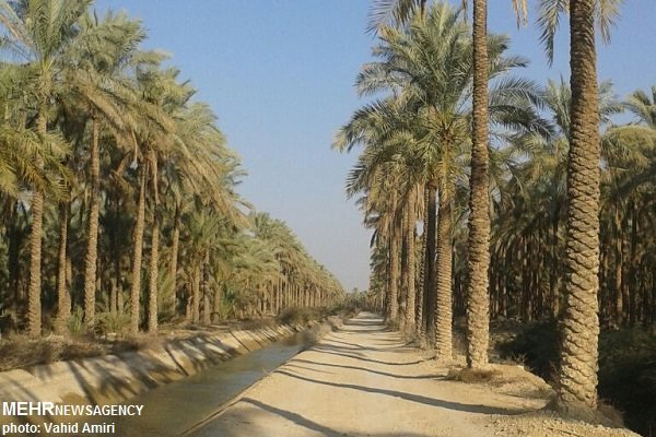 مشکلات کشاورزان تنگستان در زمینه تامین آب حل شود