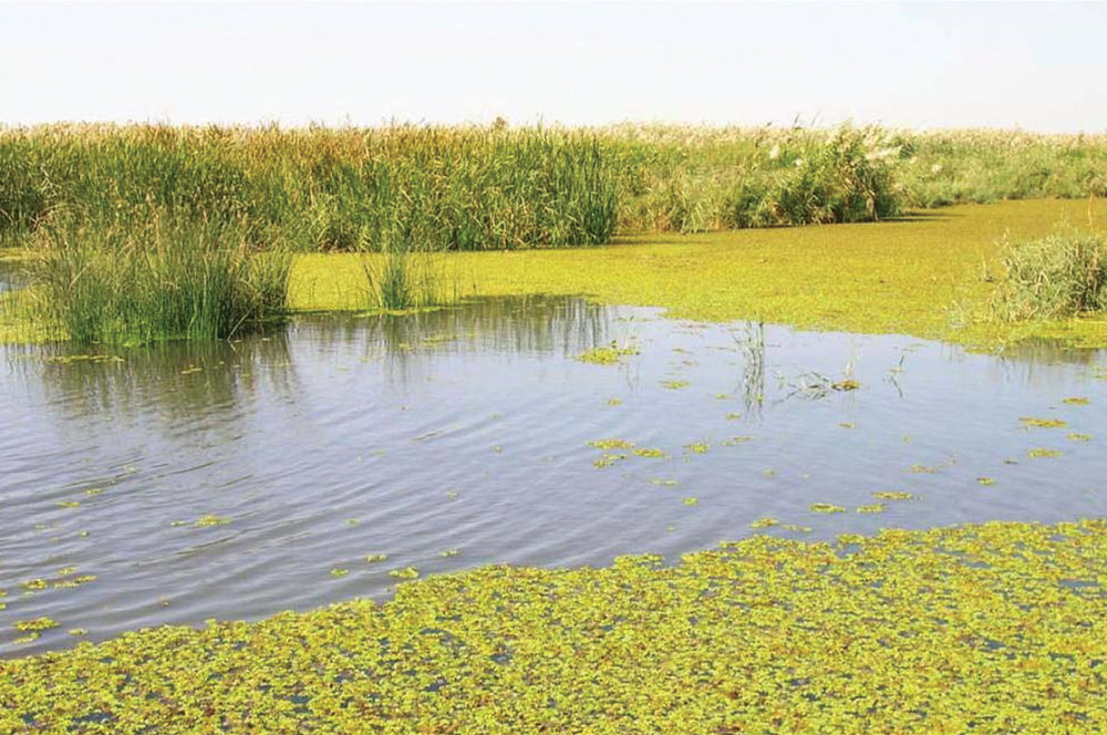A wetland in Iraq