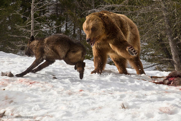 مبارزه خرس با گرگ ها