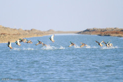 VIDEO: Ashuradeh Island hosting birds passing through Caspian Sea