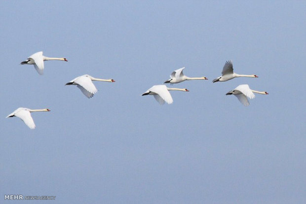 سرشماری پرندگان شکاری درگلستان/۴۰پرنده شناس با پروژه همکاری دارند