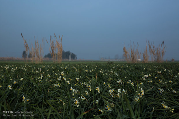 Narcissus farms in Mazandaran